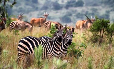 7 Days Rwanda Safari