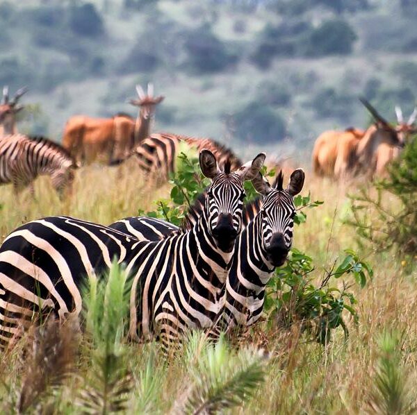 7-Days-Rwanda-Gorilla-Safari