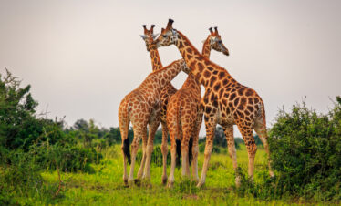 7 Days Uganda and Rwanda Gorilla Safari