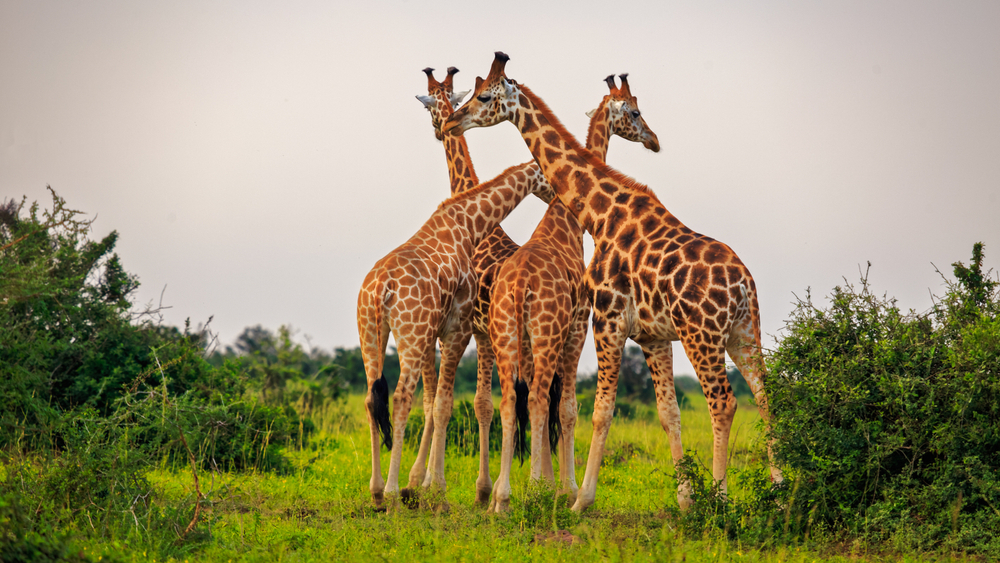 Giraffes in Uganda