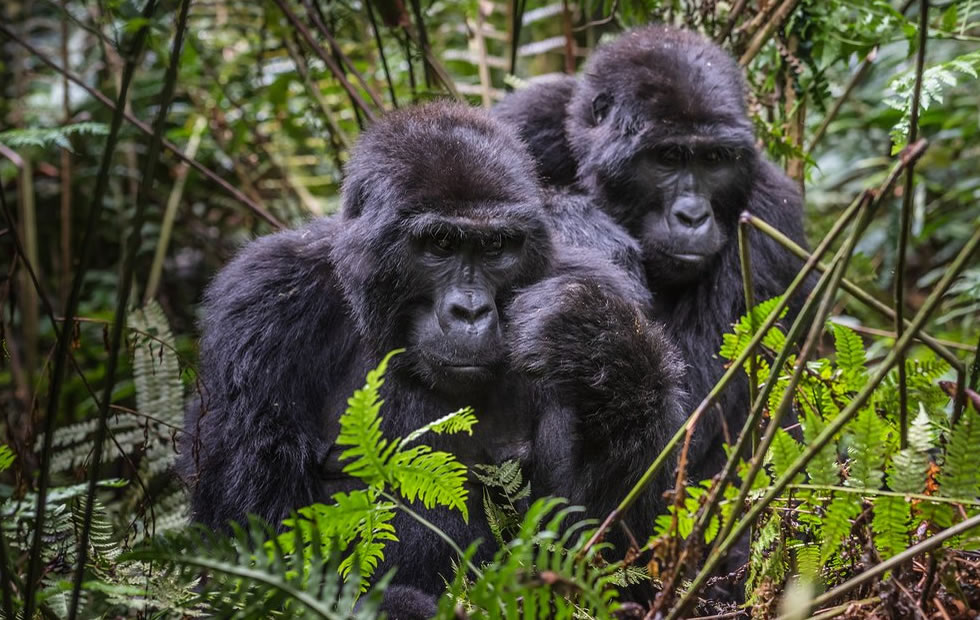 bwindi gorillas