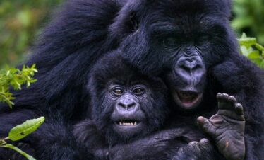 BSP Safaris 2 days Rwanda Gorilla Trekking
