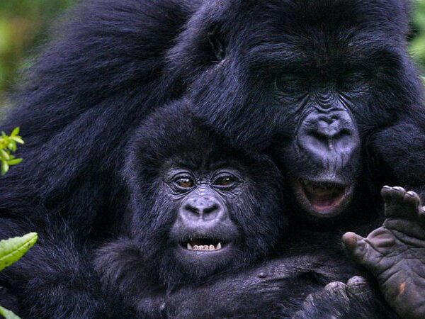rwanda-gorilla-tours-750×450
